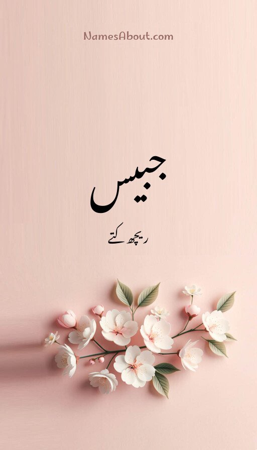 جبیس
