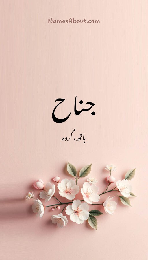 جناح
