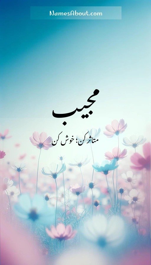 مجیب