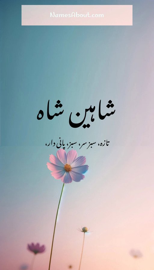 شاہین شاہ
