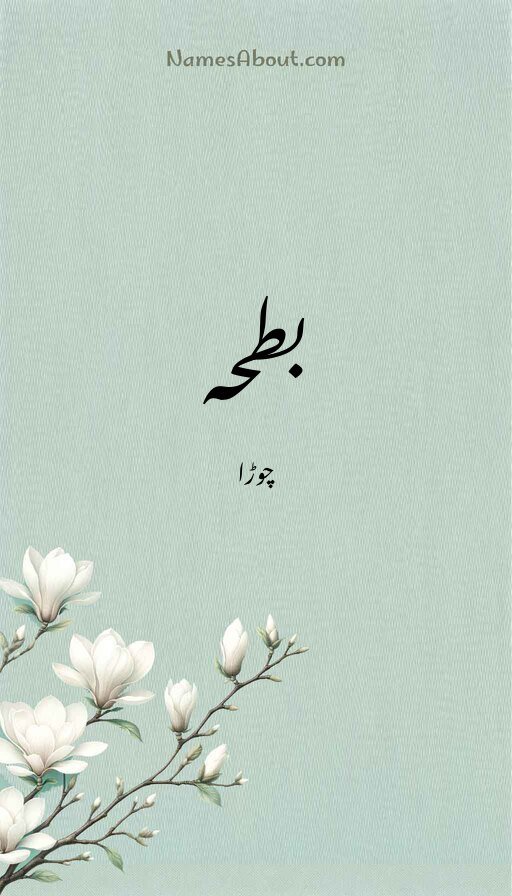 بطحہ