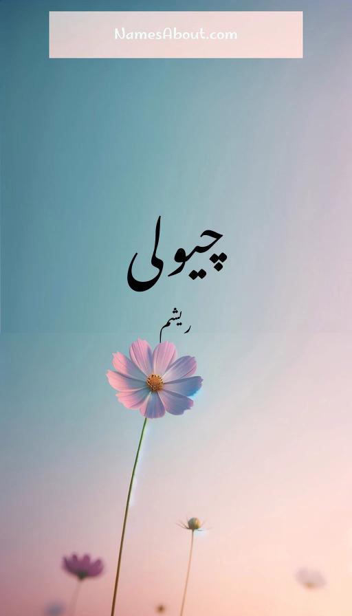 چیولی